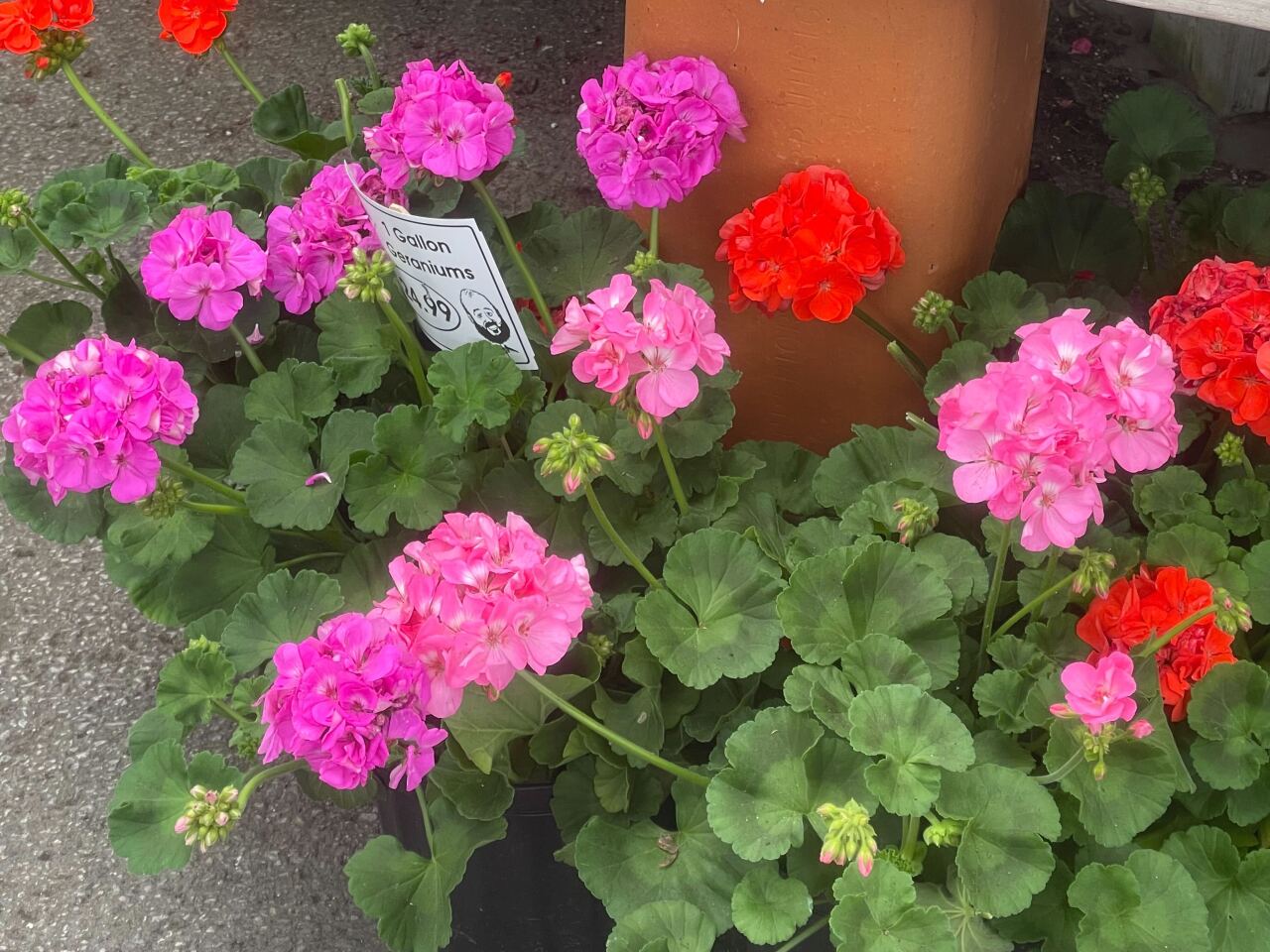 Image from iOS (261).jpg