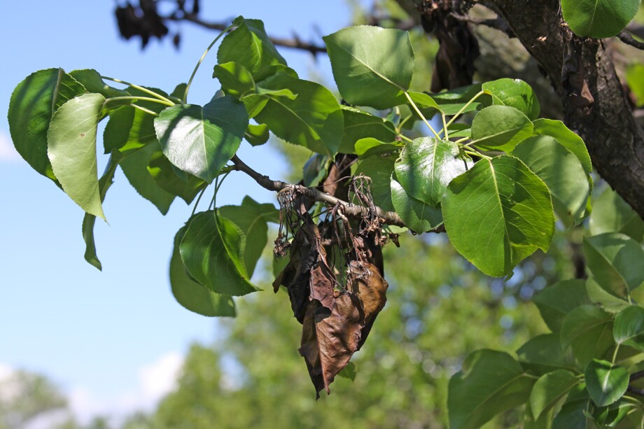 Fire Blight on Pear Symptoms - BOGGS.jpg