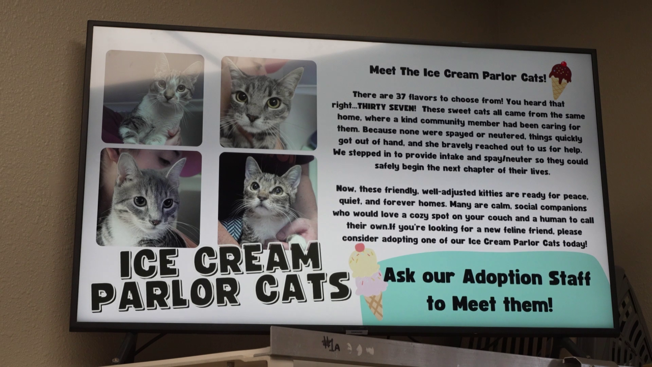 37 cats dropped off at Lewis & Clark Humane Society