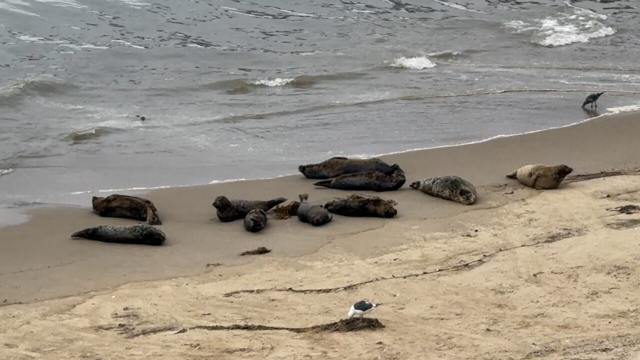 seals.jpg