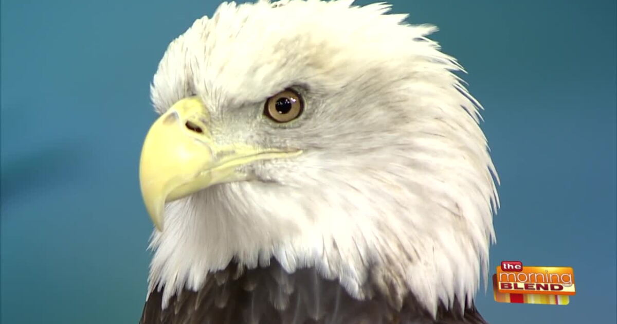 Xabdo Raptor A Preview of Xtreme Raptor Day