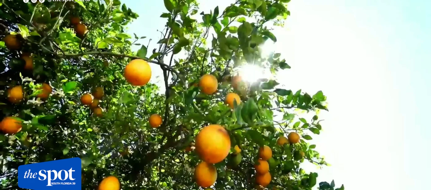 Florida citrus rebounds with rising production and new state funding