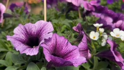 flowers.JPG