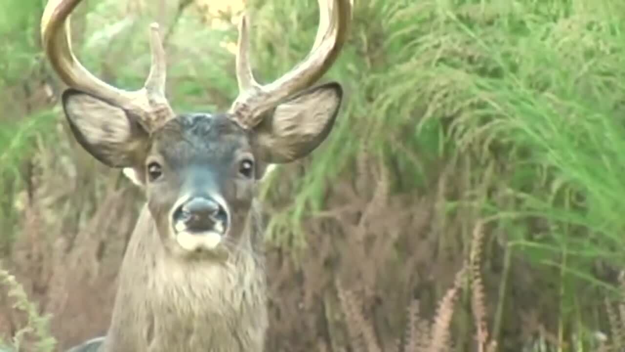 buck antler