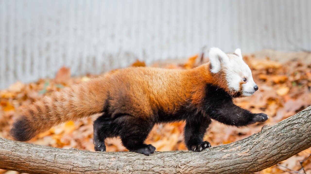 red panda Dawa