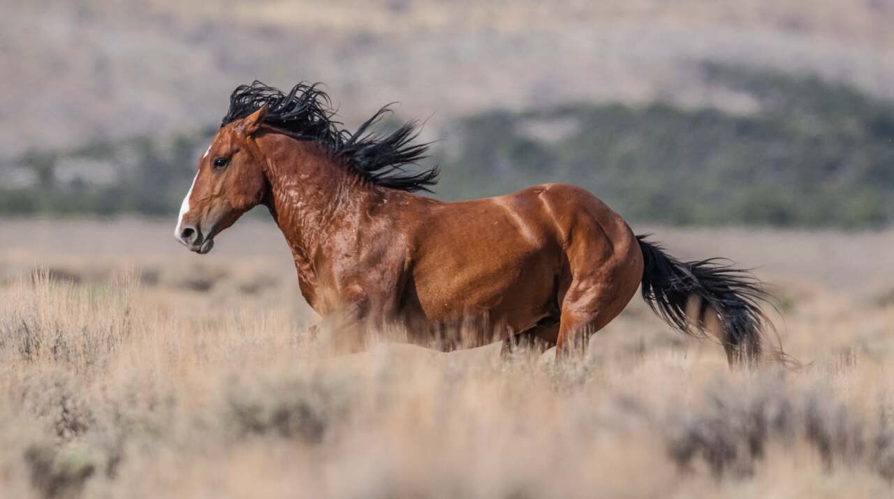 scott wilson wild horse encanto.jpeg
