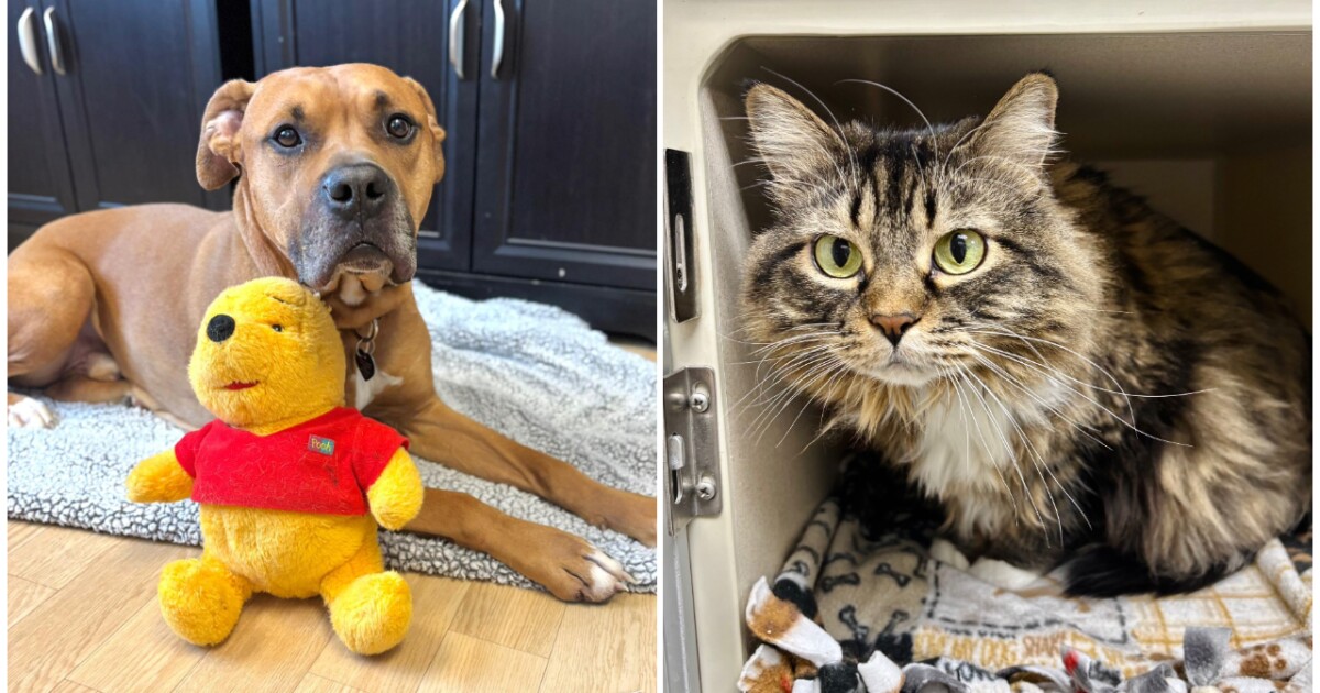 Pets Of The Week: Scooby and Penelope