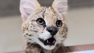serval kitten.jpg