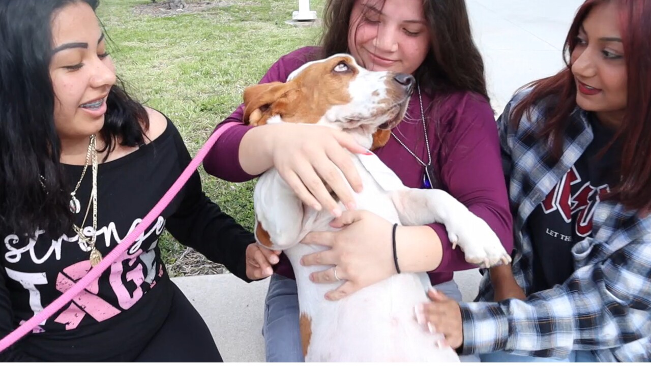 Students at Forest Hill Community High School in West Palm Beach play with certified therapy dog Ellie Mae on May 25, 2022 (2).jpg