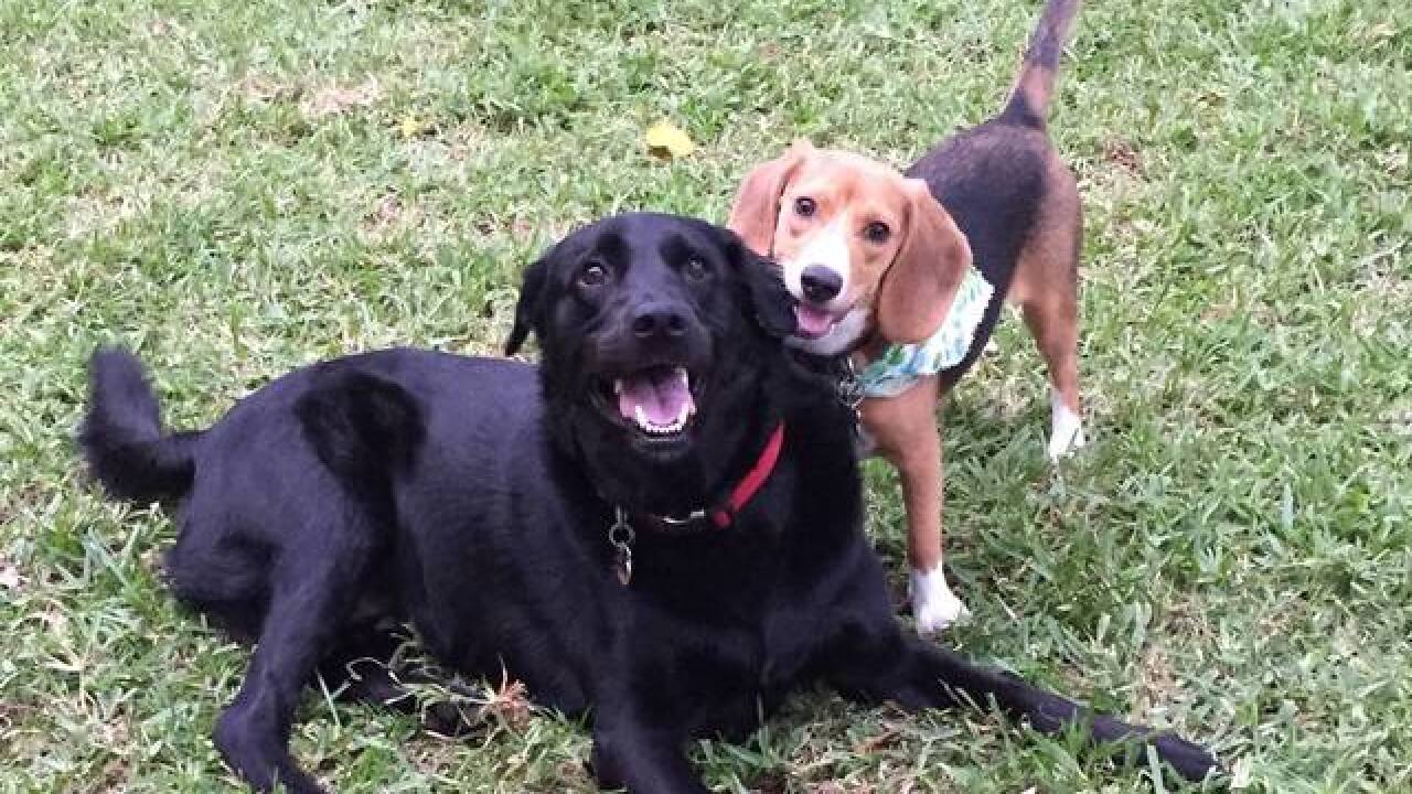 National Dog Day: Denver7 Dogs
