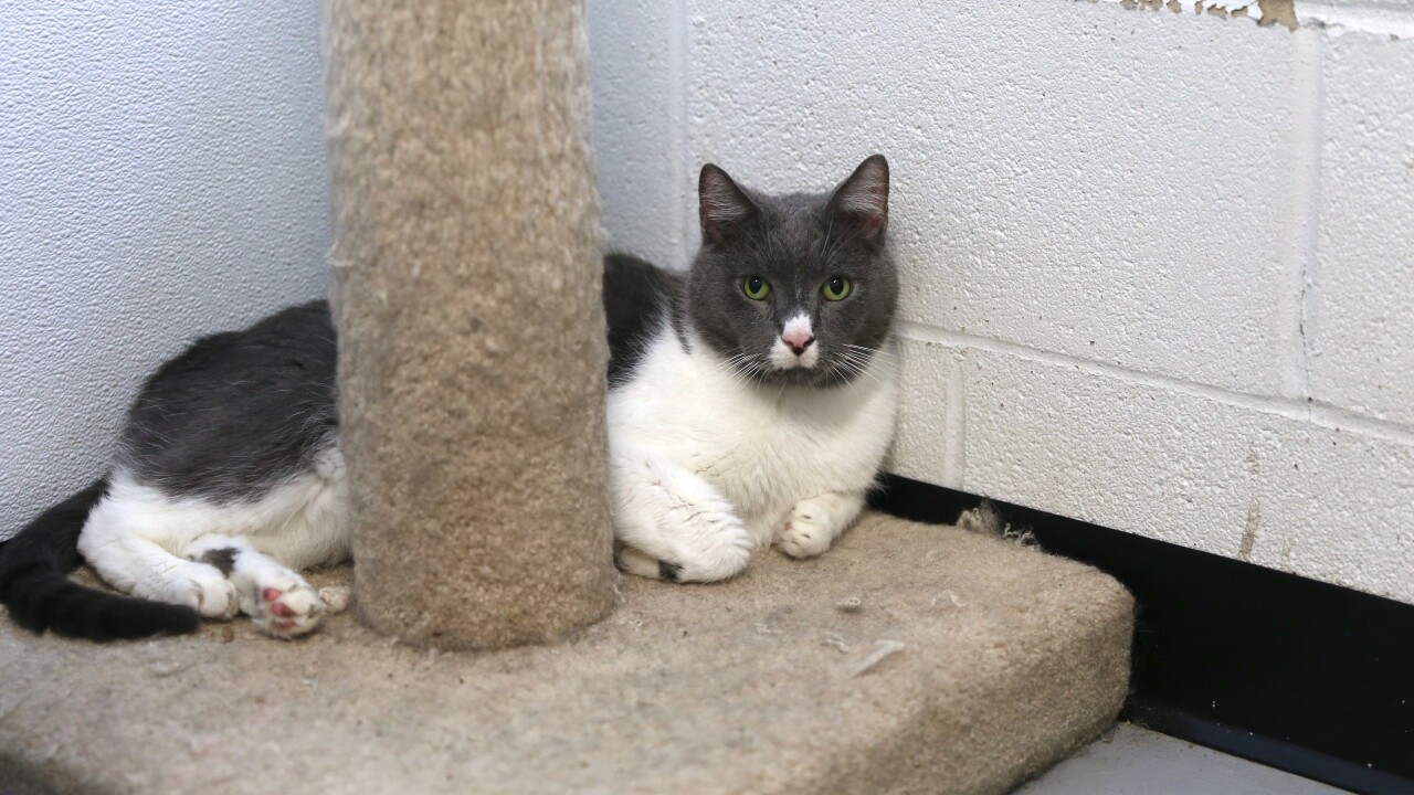 WCPO_EvictedPets_2.jpg