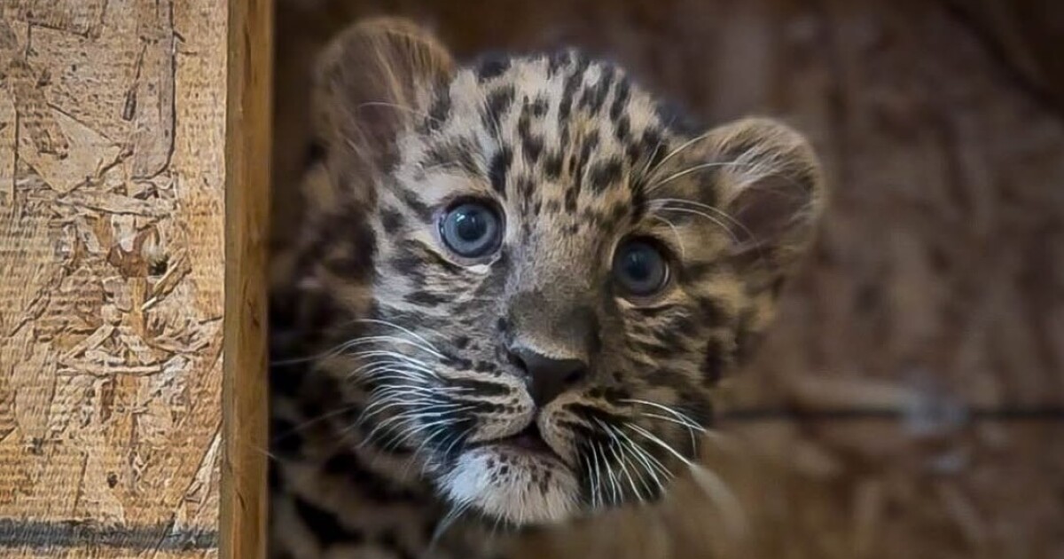 Cheyenne Mountain Zoo announces birth of female Amur leopard