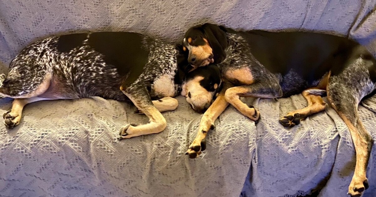 Dead iguana kills Florida woman's dog, partially paralyzes another from botulism