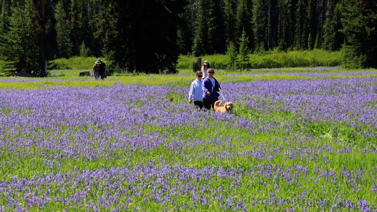 Lolo Pass Camas