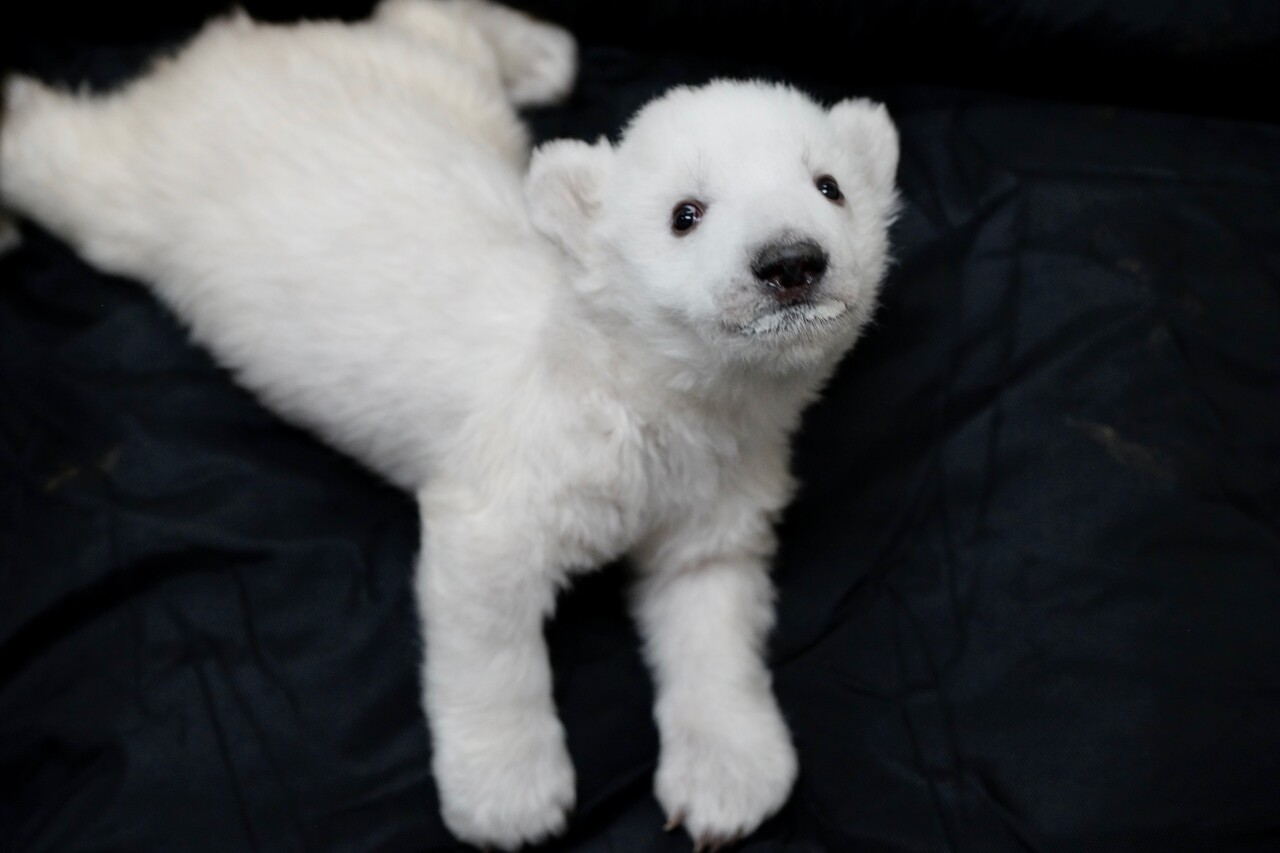 Detroit Zoo first 2 polar bear cubs born since 2004