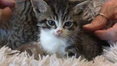 KITTY.jpg