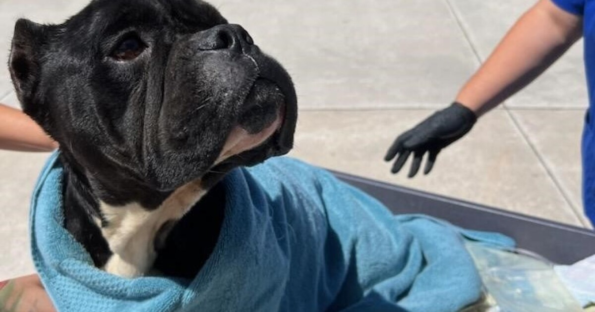 Dog found in dumpster recovering at animal rescue shelter in West Palm