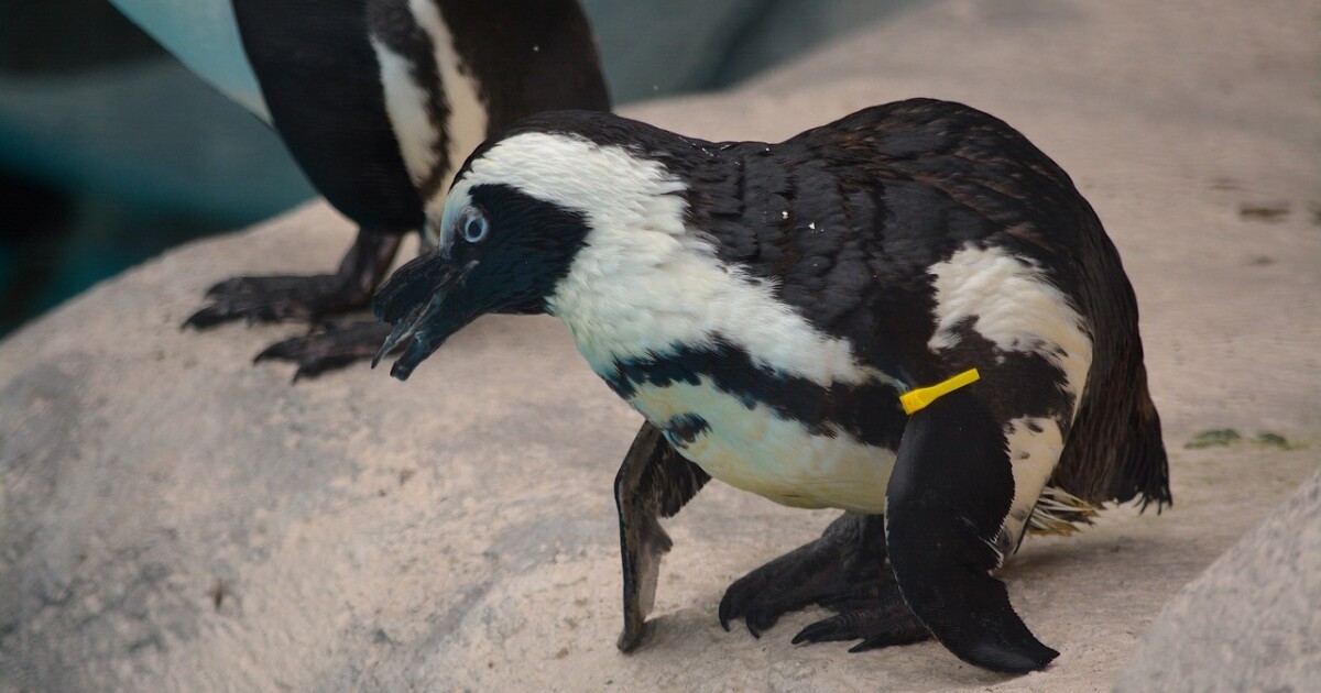 Yellow, African penguin and guest favorite at Racine Zoo, dies at 34