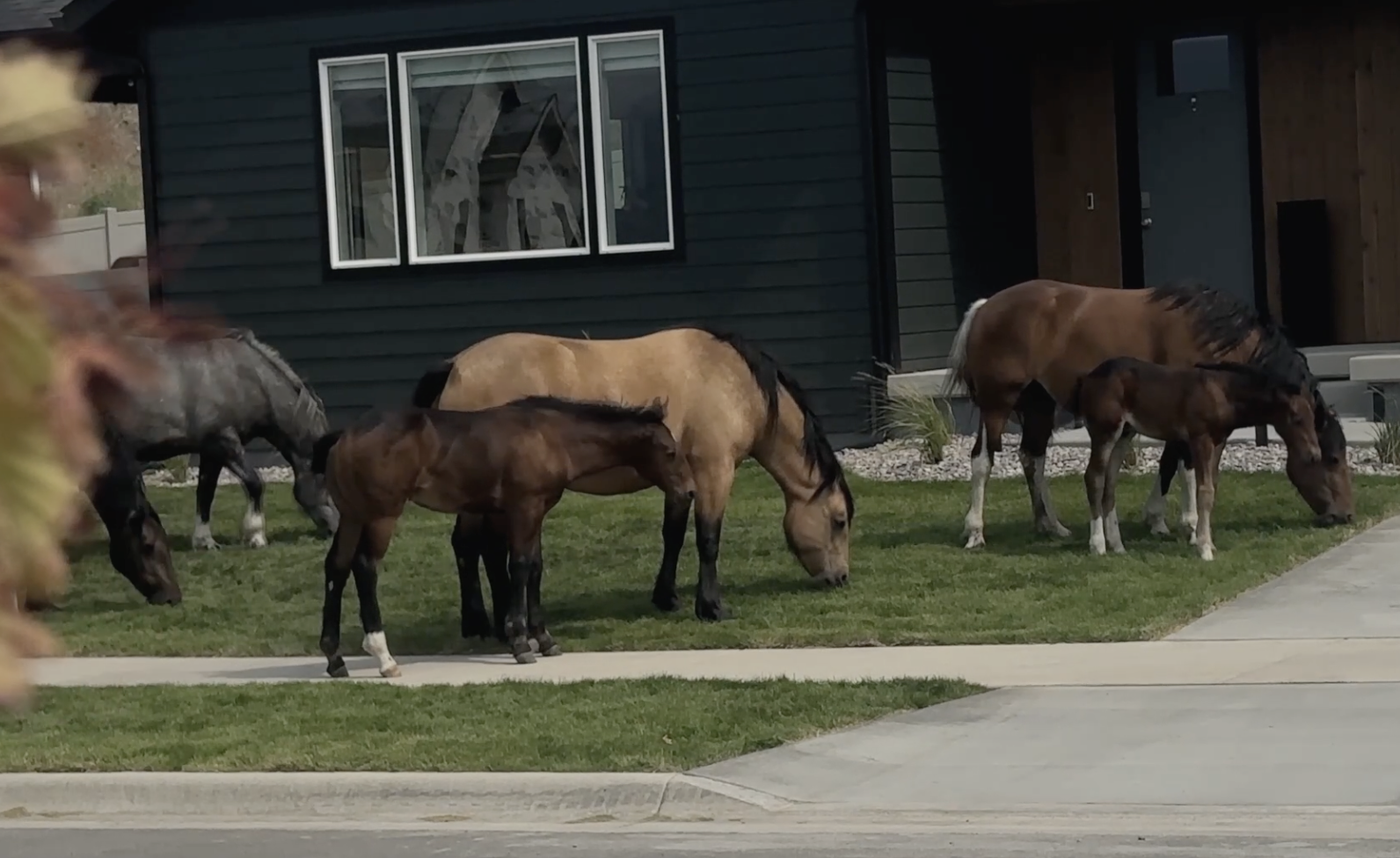 Feral Horses