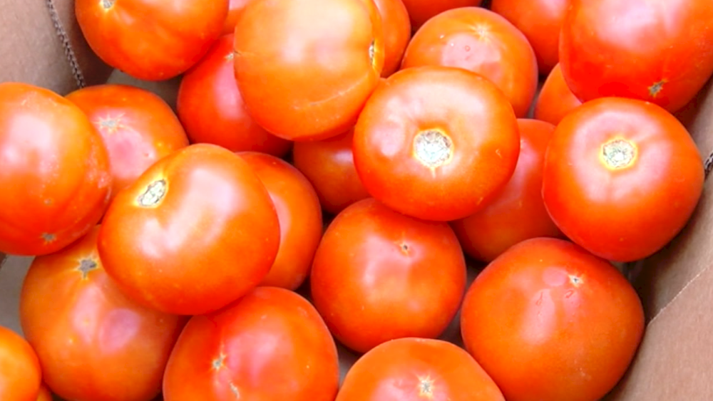 tomatoes