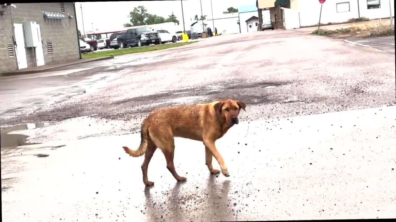 Stray Dog Ronan