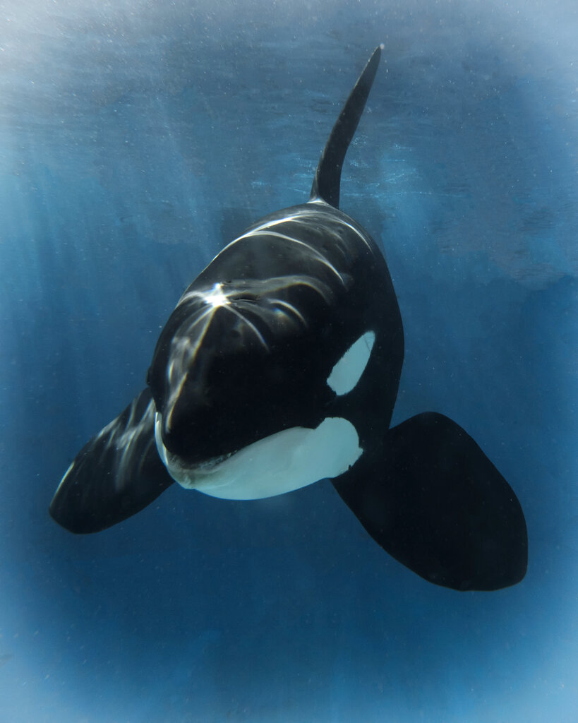 Killer Whale Dies