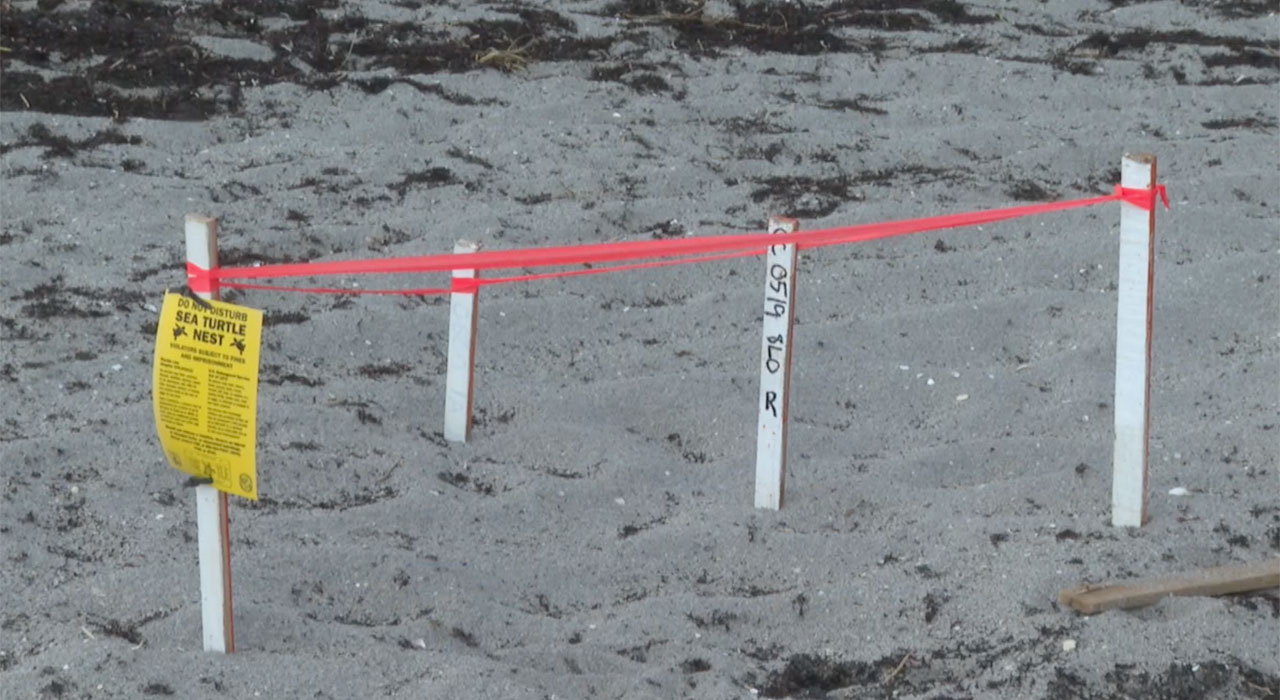 Sea turtle nest Jupiter 