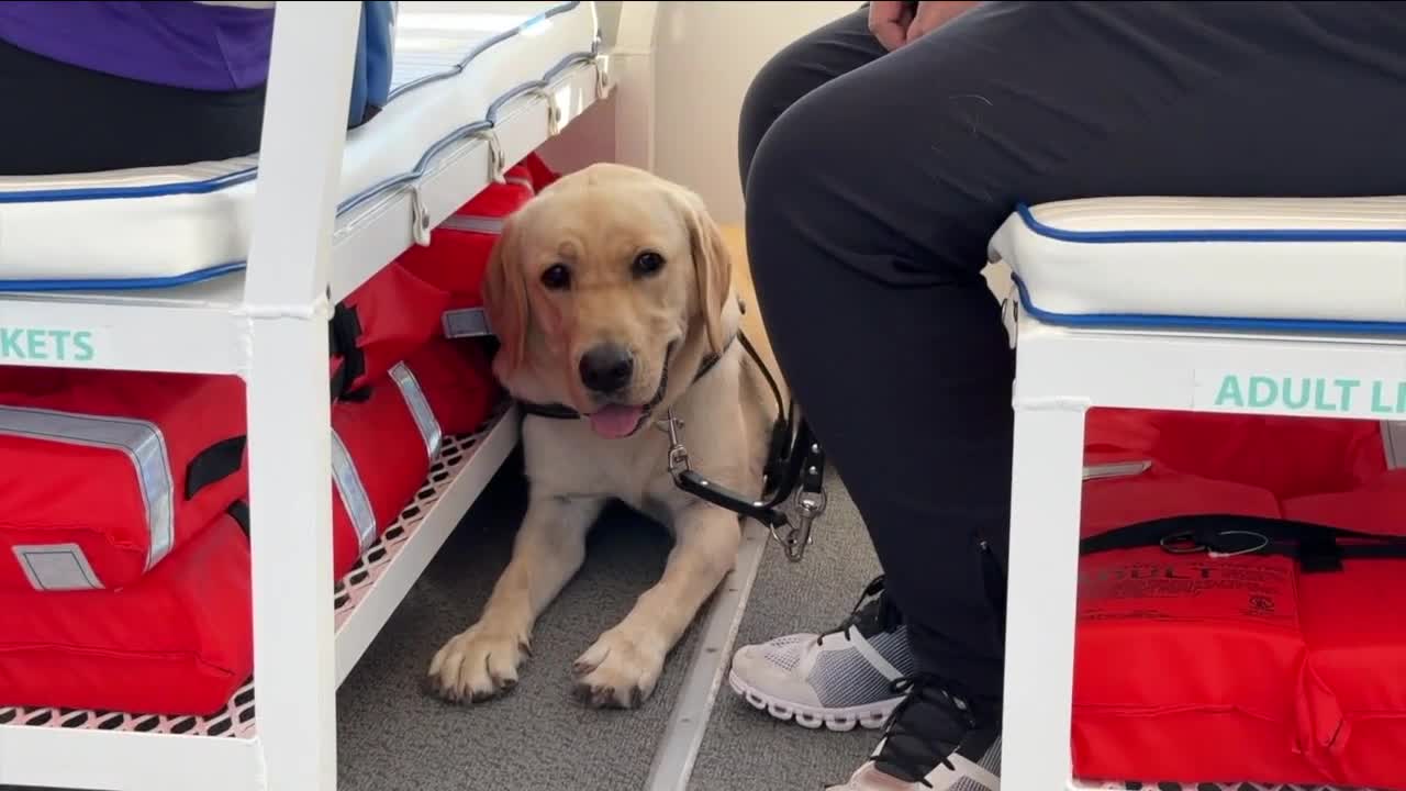Service dogs take a ride on ferry
