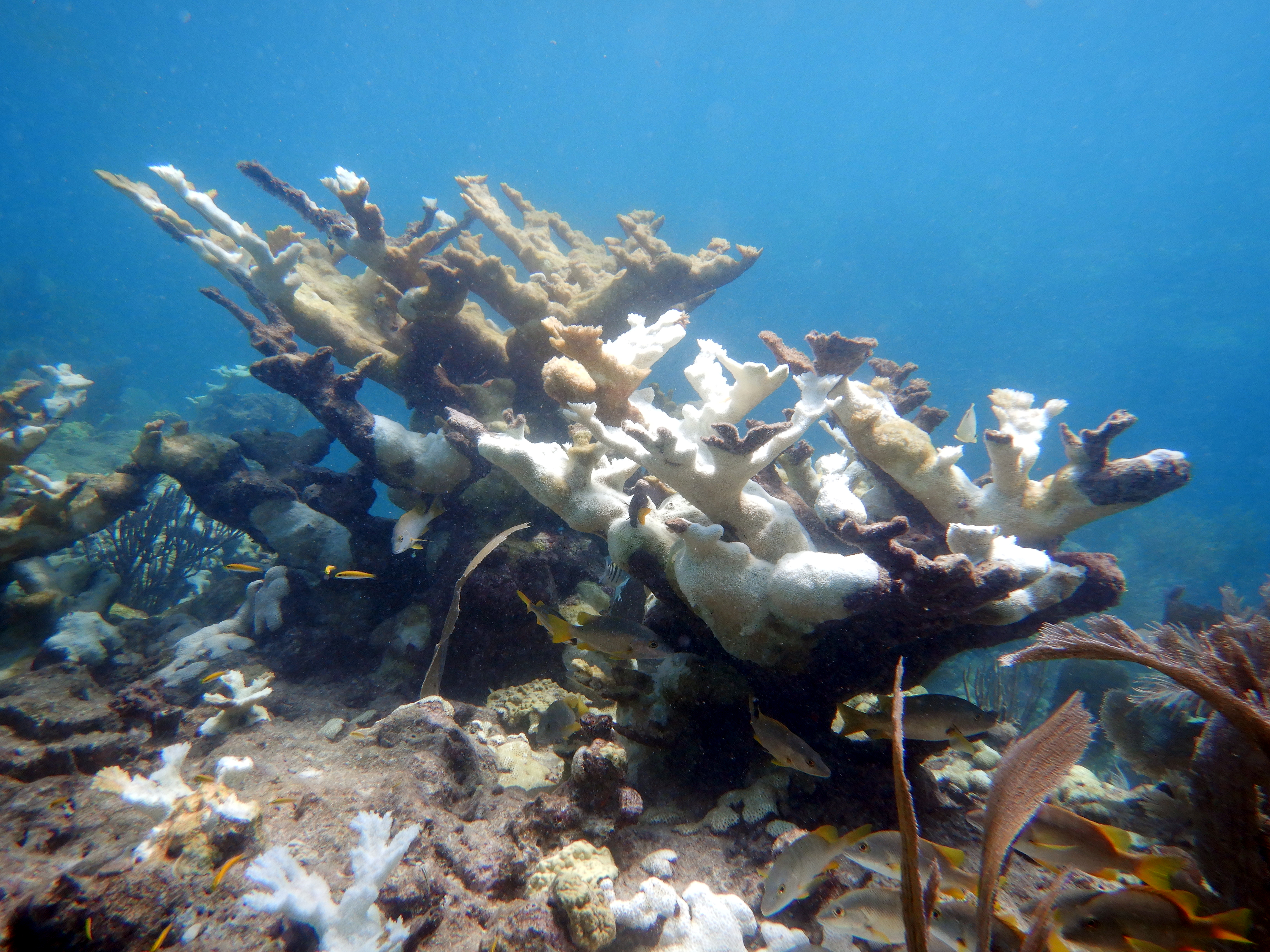 Coral bleaching FWC 5.jpg
