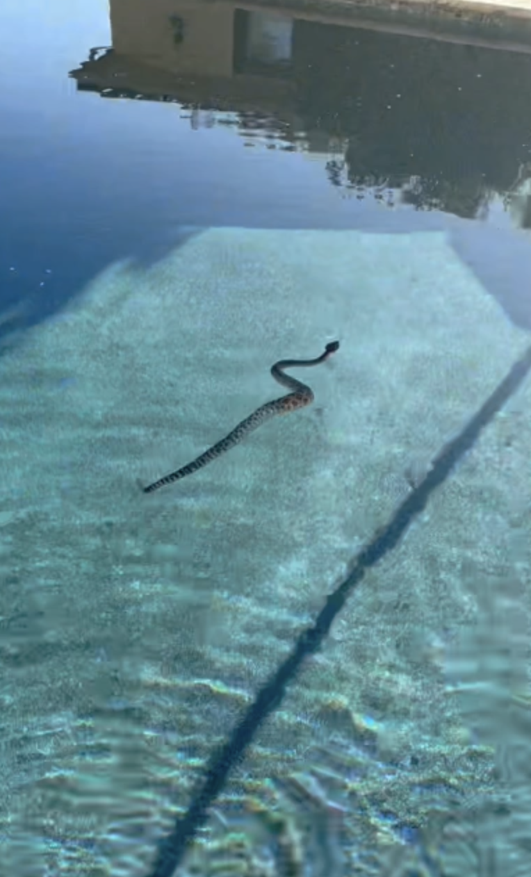 Rattlesnake found in Rancho Santa Fe pool as snake season picks up earlier than usual