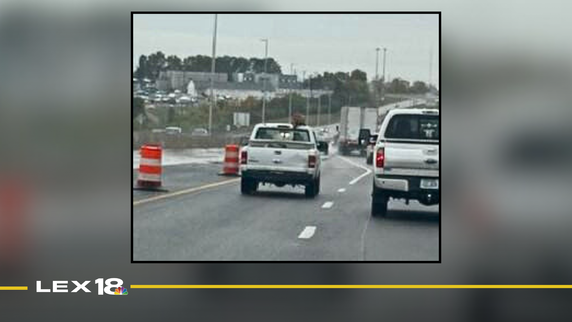 Jamie Ellington local care and treatment of animals code violation