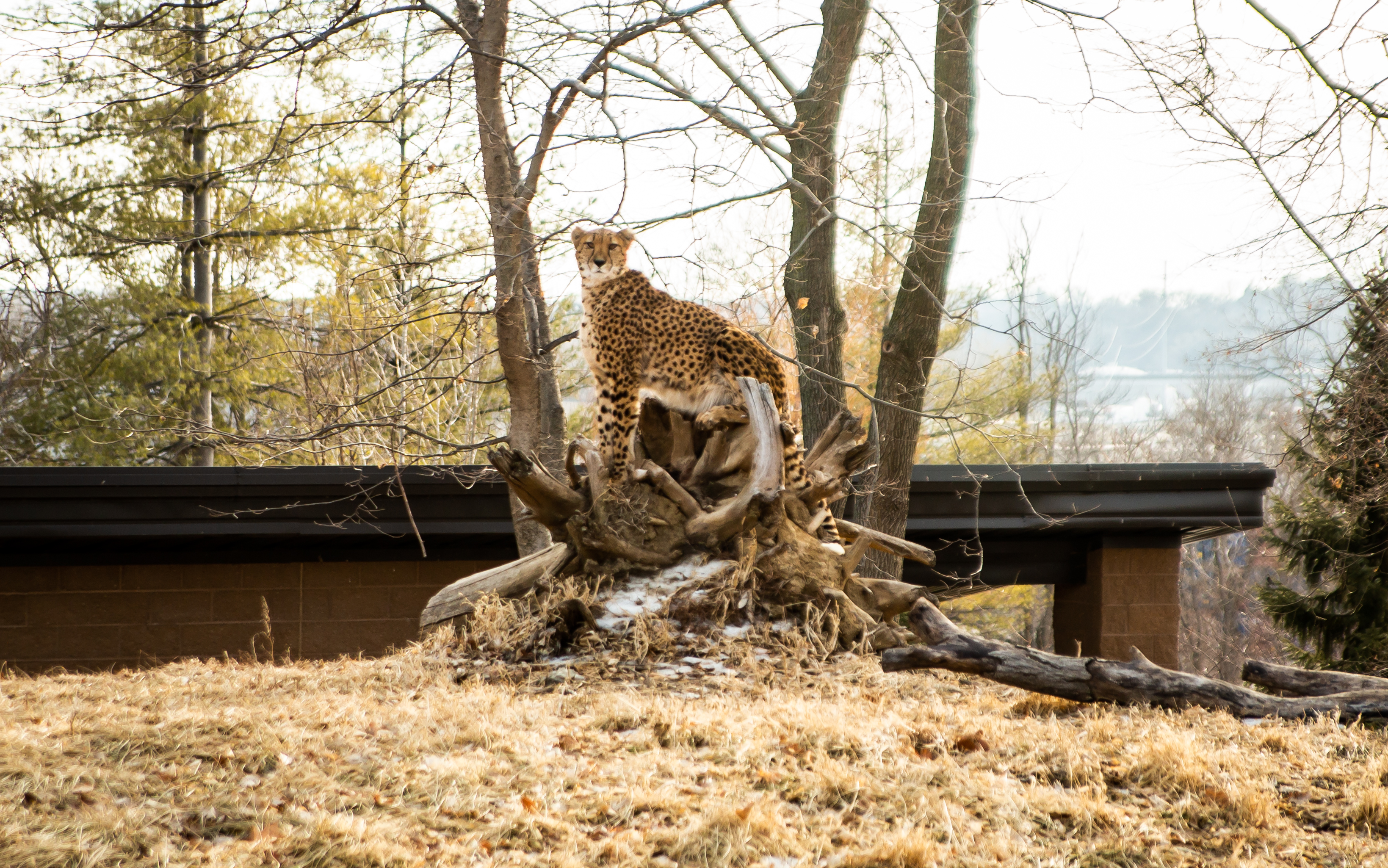CHEETAH