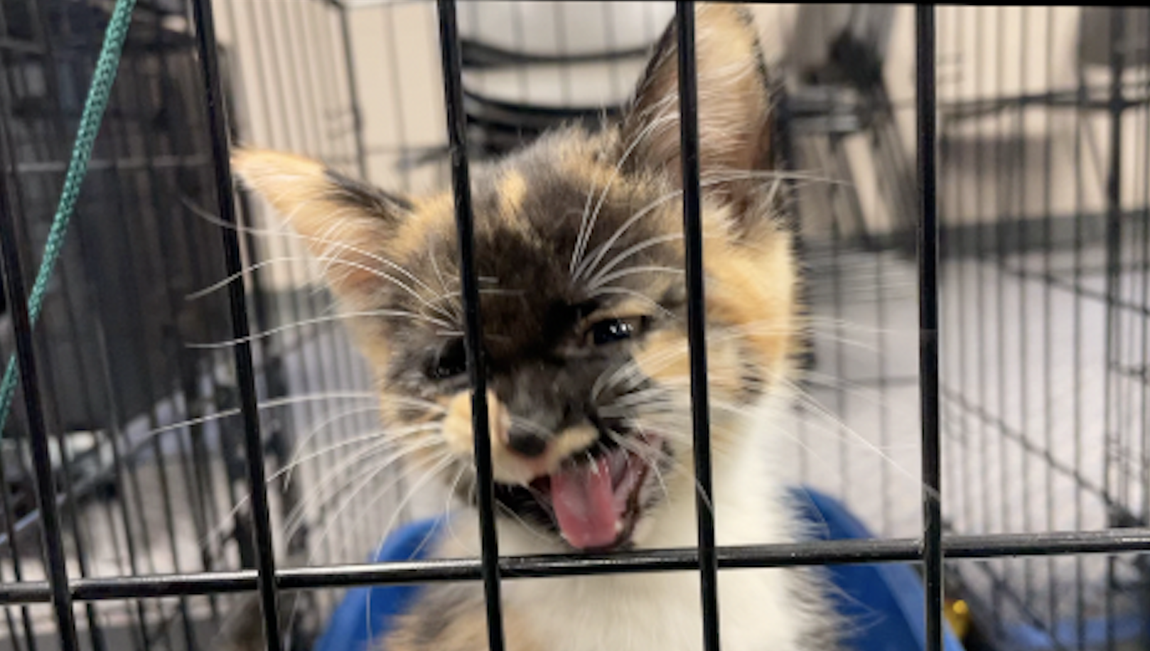 tornado shelter cats