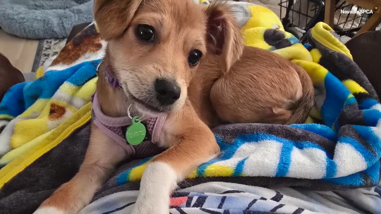 Southern Nevada rescue prepares for Puppy Bowl debut 