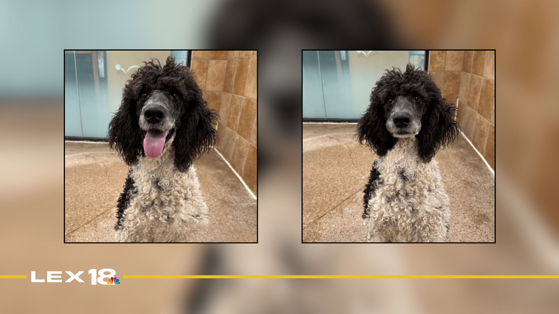 Featured Image Custom Edit (16).png