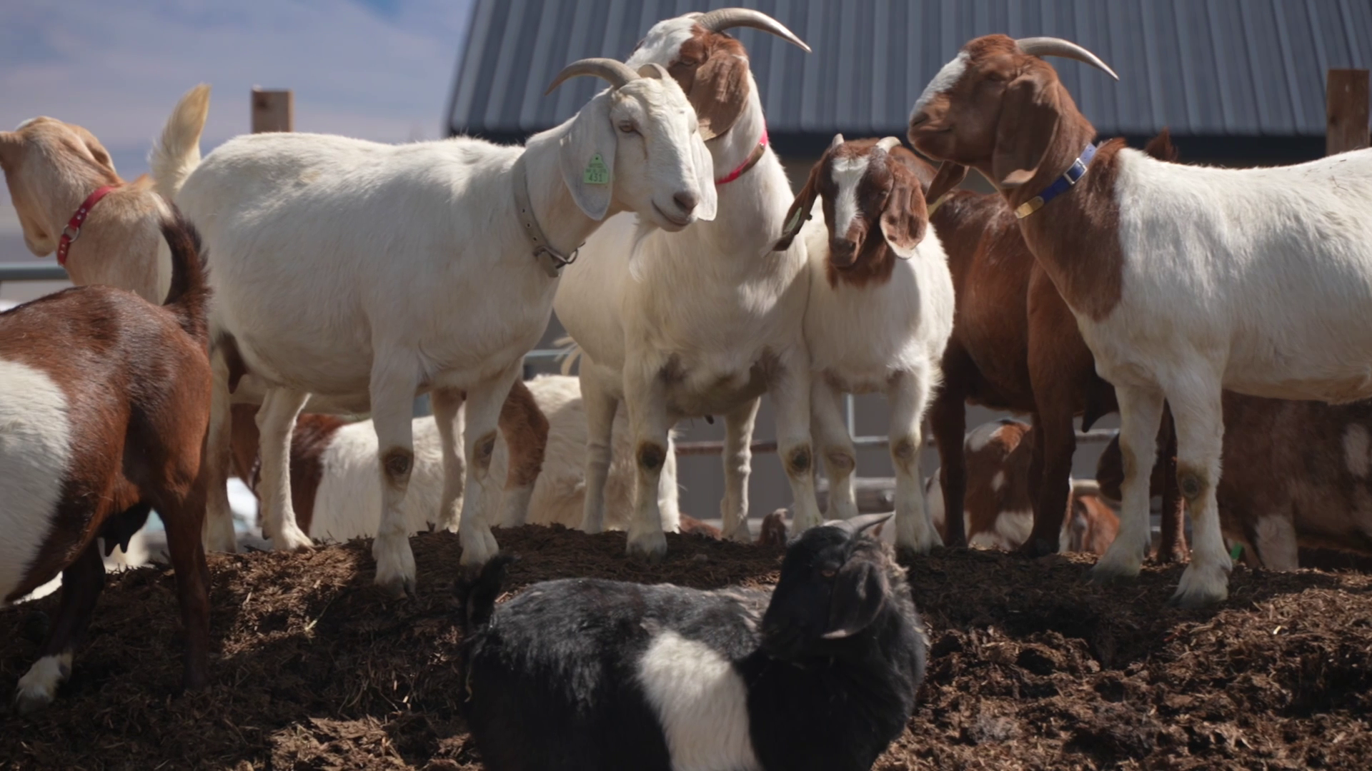 Montana Ag Network: goat producers see high demand and strong prices