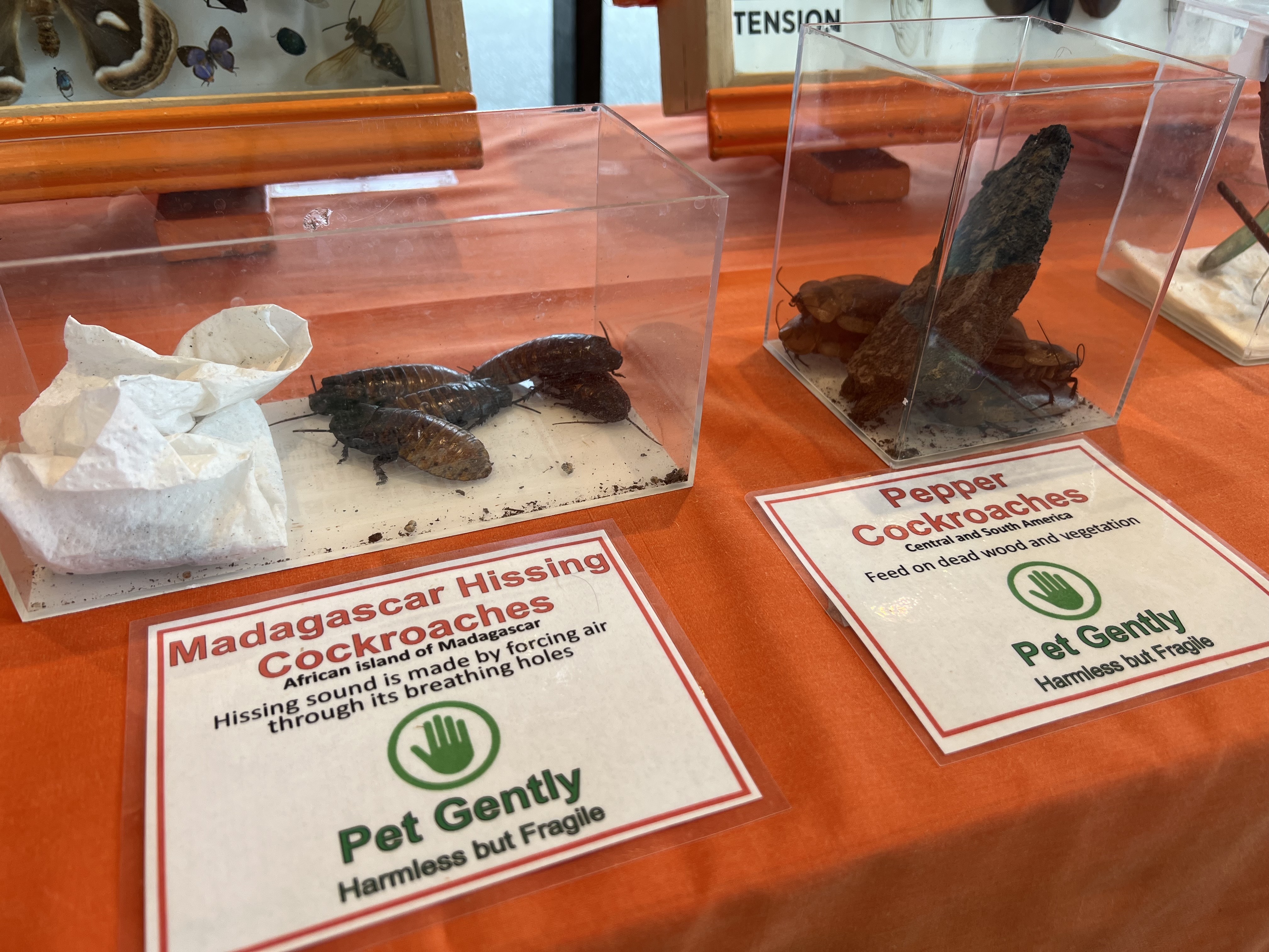 Gathering Place insect petting zoo