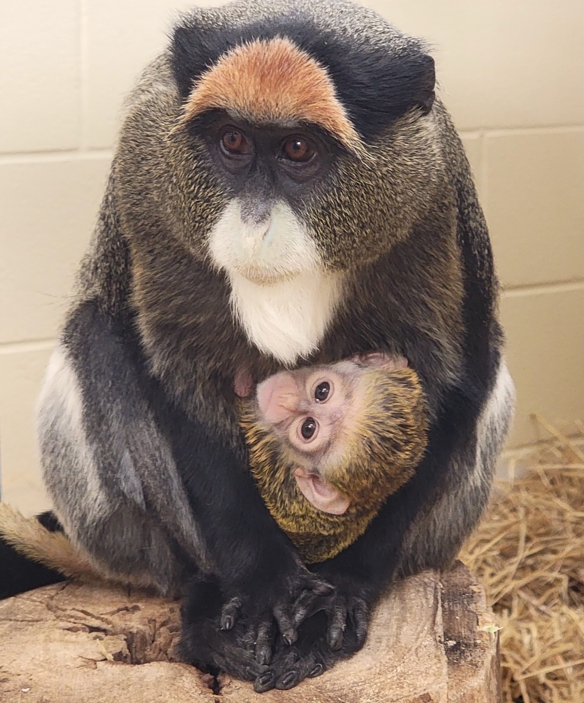 De Brazza's Monkey Birth