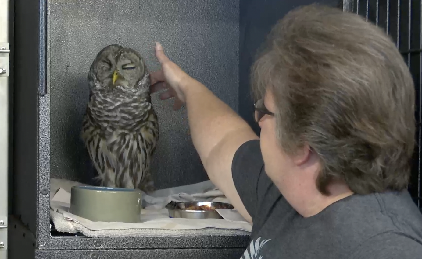 WIld Heart Ranch animal rescue.png