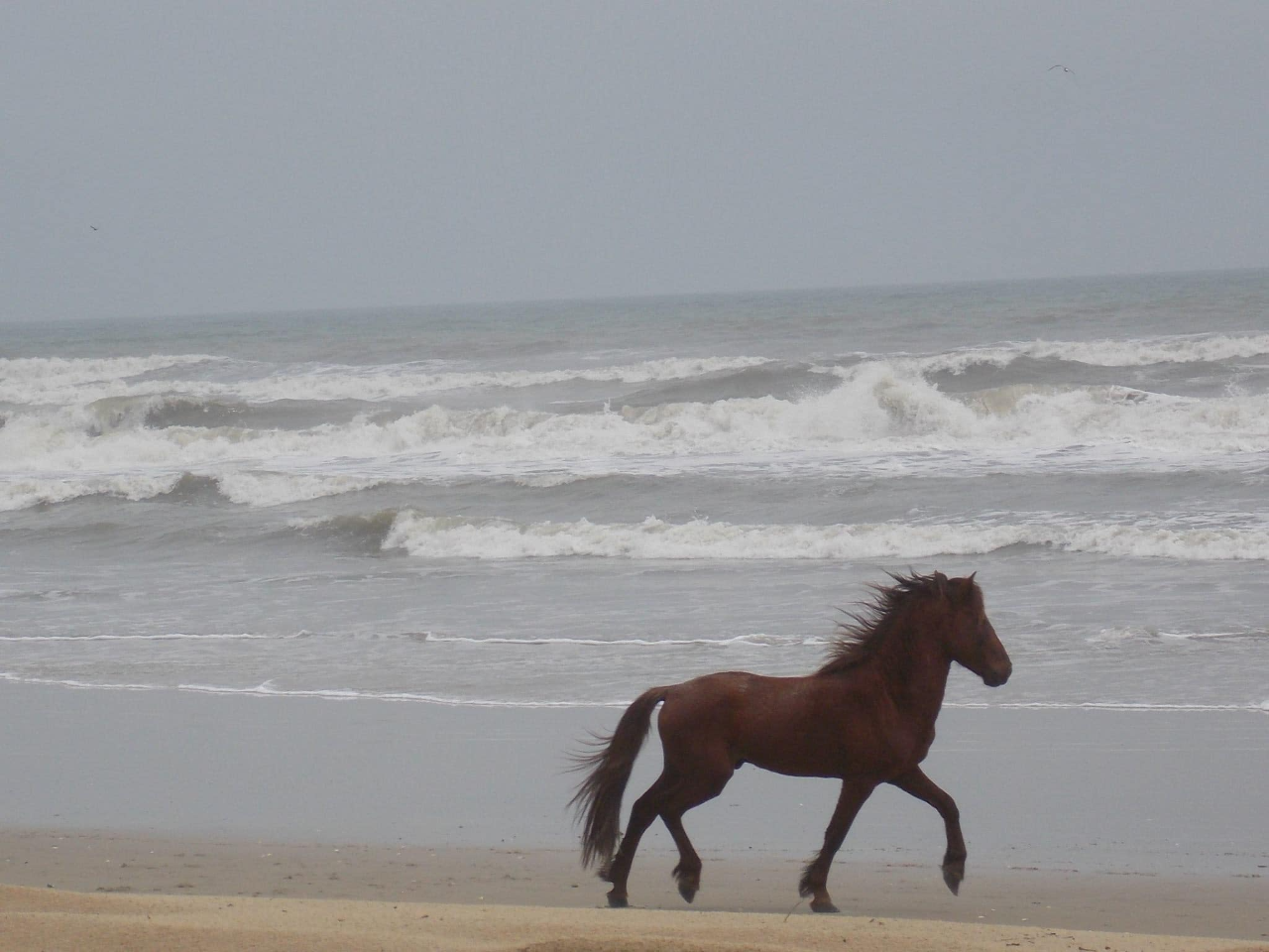 Corolla nonprofit mourns loss of wild stallion who was injured after ‘fighting with other stallions’