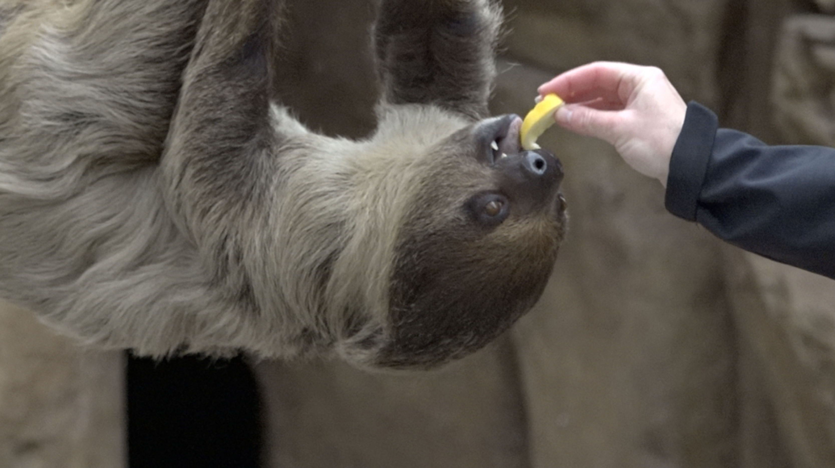 Tornero the Sloth