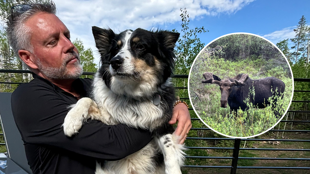 Two dogs attacked by moose in Winter Park, followed by another attack less than two days later