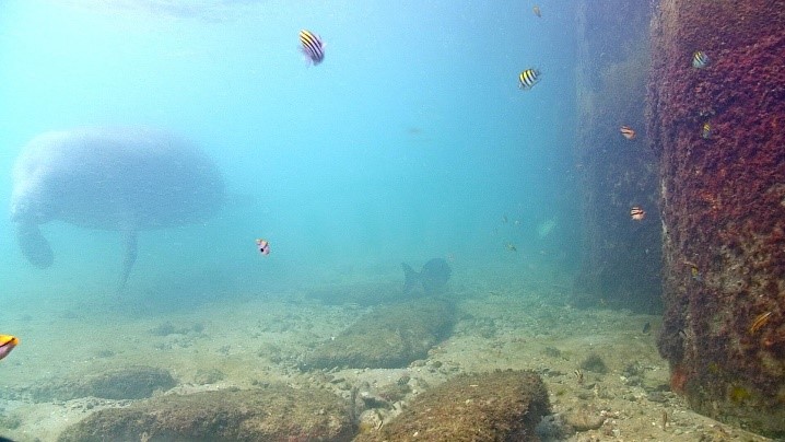 FPL's Manatee Lagoon has 20 manatees Saturday..jpg