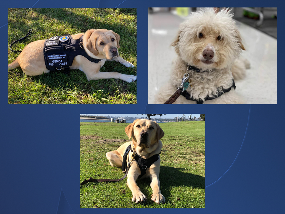 crisis_response_canine_120820.jpg
