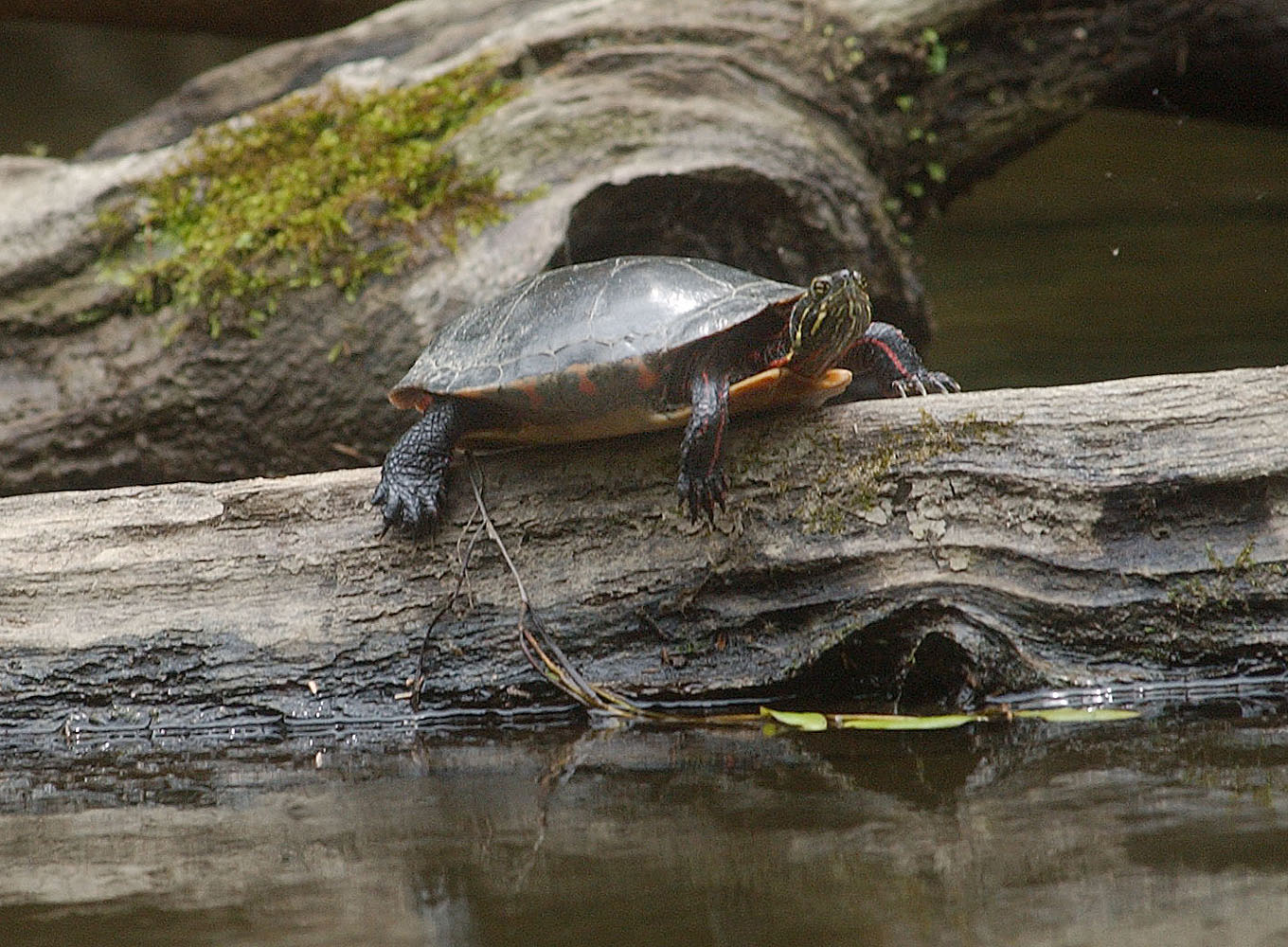 Box Turtle