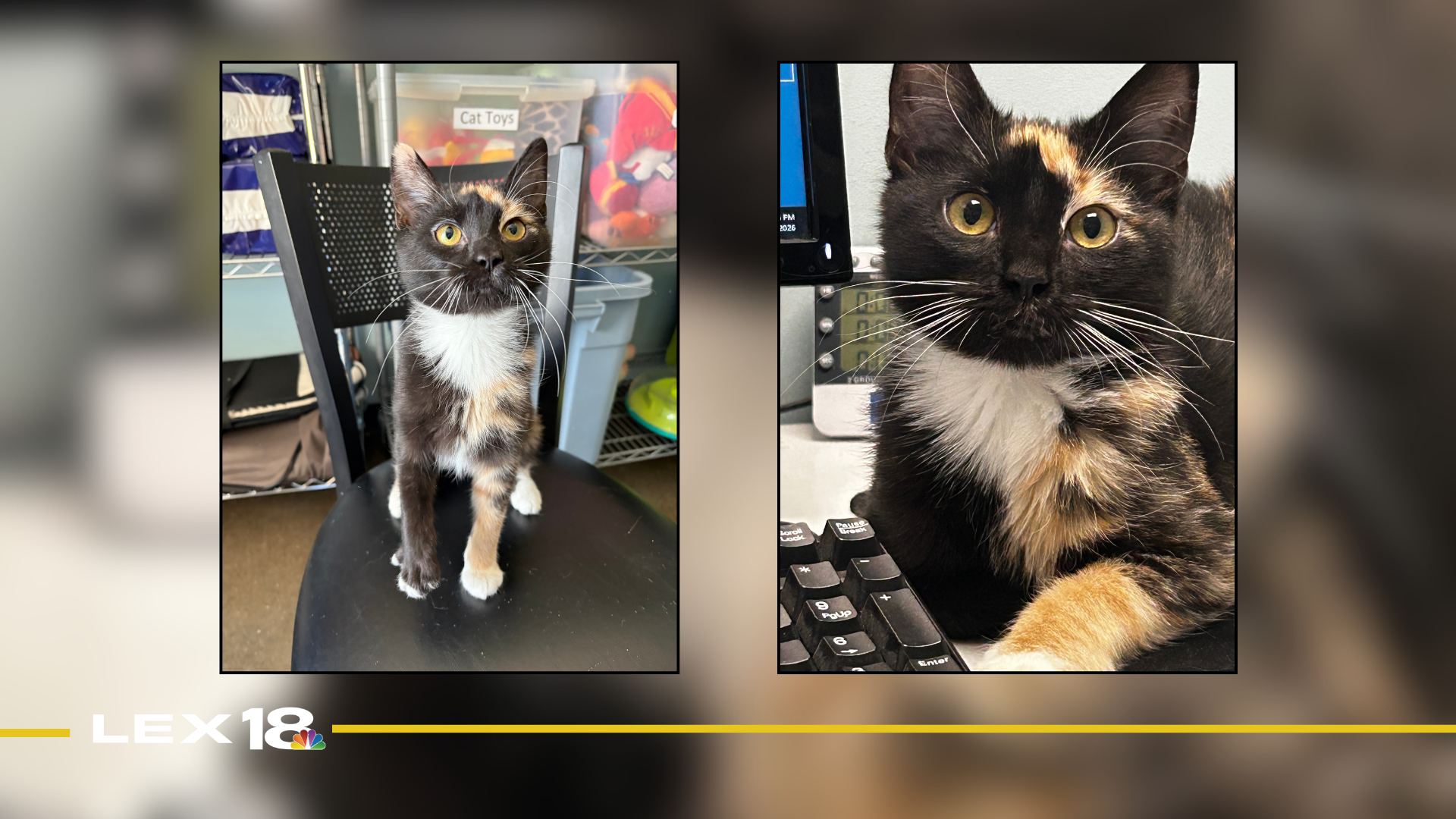 Featured Image Custom Edit (53).png