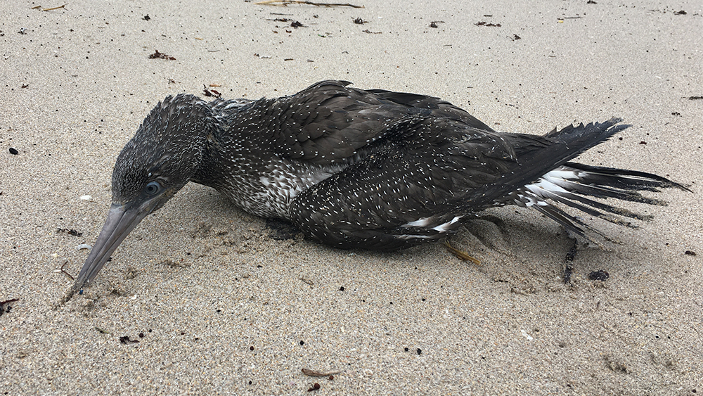 WPTV-PALM-BEACH-DEAD-BIRD.jpg