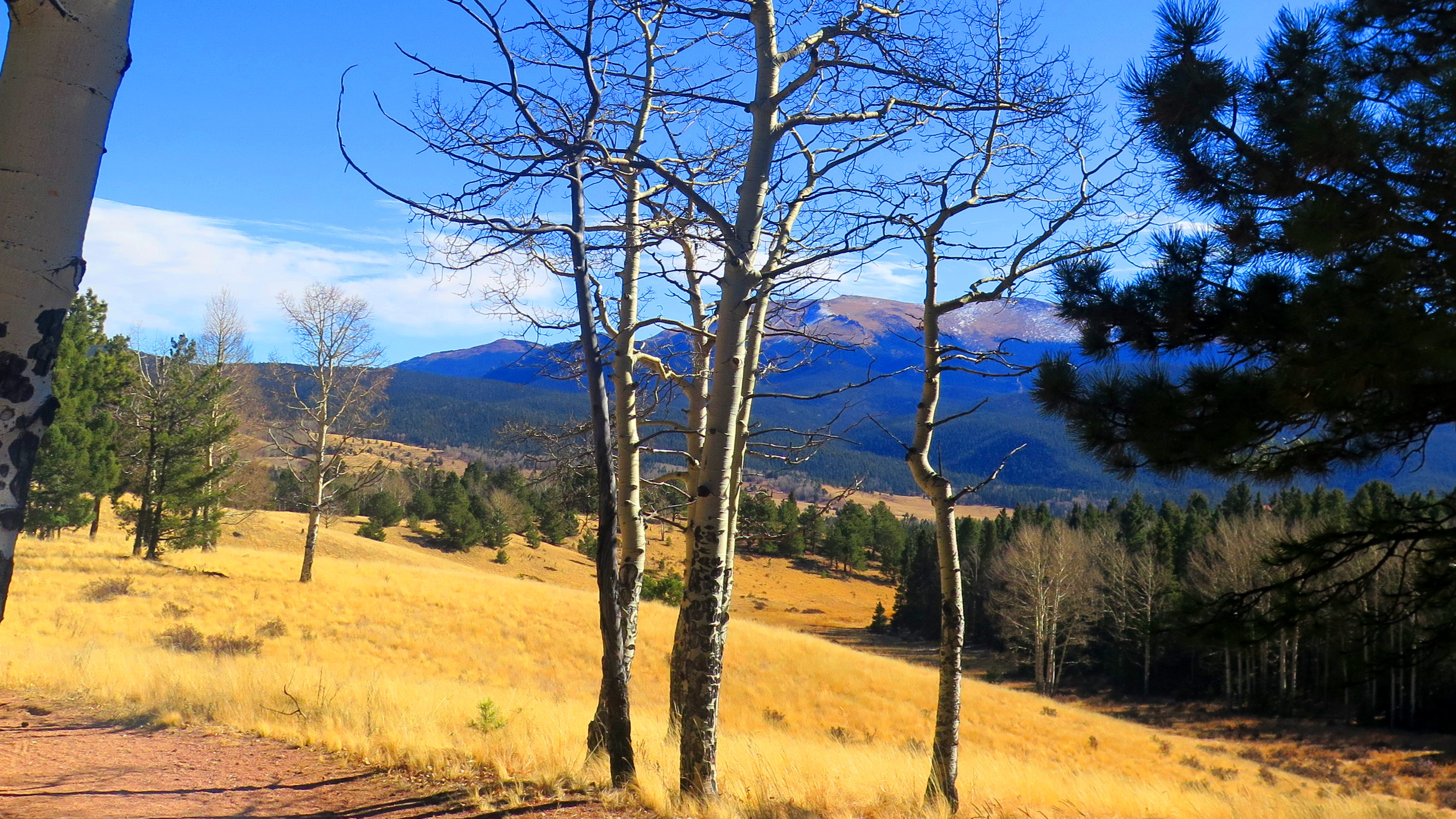 Mueller State Park, CO Bonnie Sumner