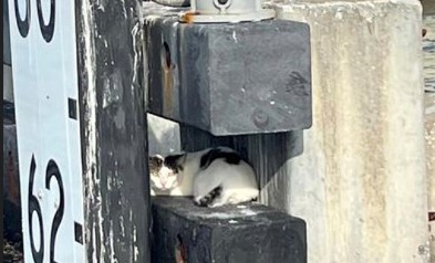 Cat was stuck on the Stuart Causeway. Dec. 5, 2023.jpg