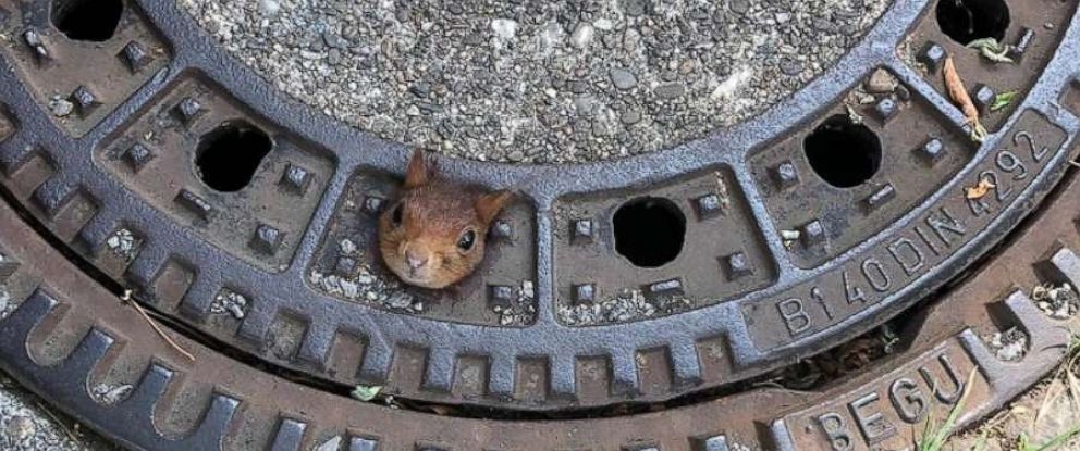 squirrel-stuck-in-hole-ugc-mo-20190621_hpMain_31x13_992.jpg